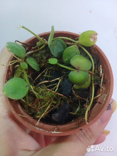 Дисхидия астерхана