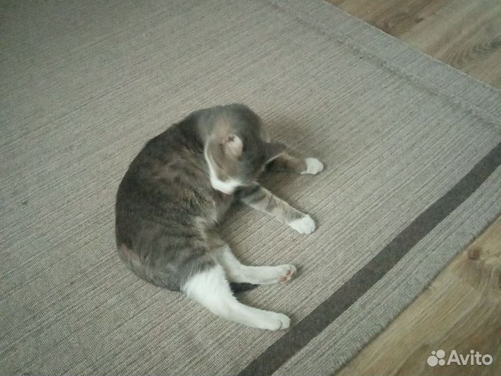 Комочки счастья