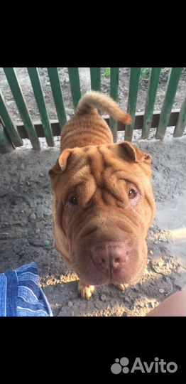 Передержка собак