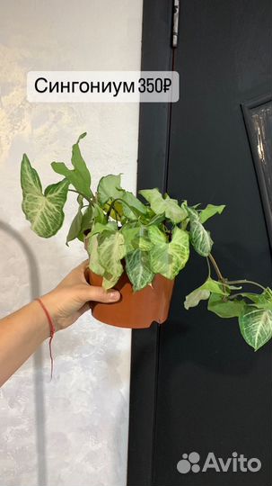 Комнатные цветы