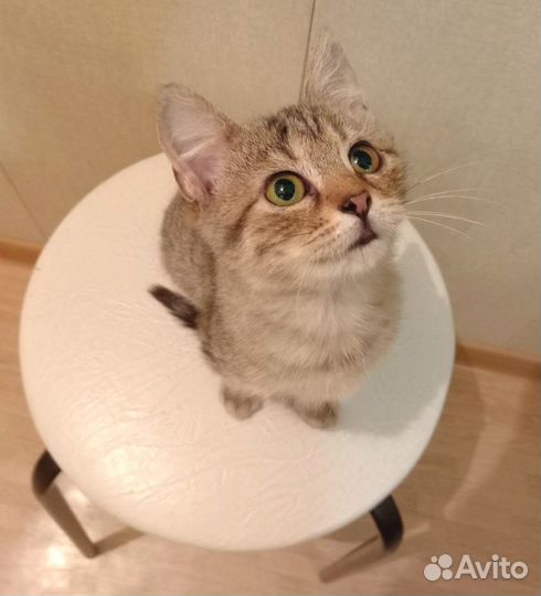 Кошечка ищет себе дом
