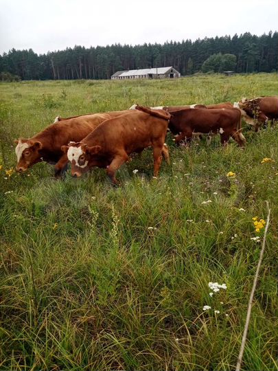 Участок 3,5 га (СНТ, ДНП)