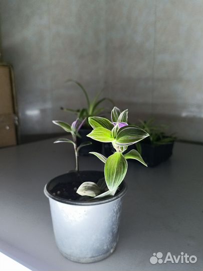 Комнатные растения