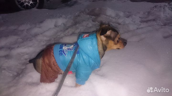 Донжуан на вязку