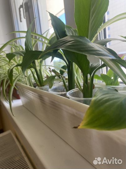 Спатифиллум