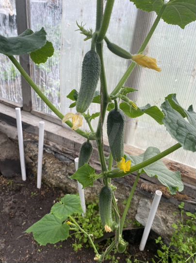 Дача 30 м² на участке 6 сот.