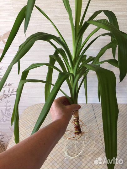 Эписция, Юкка