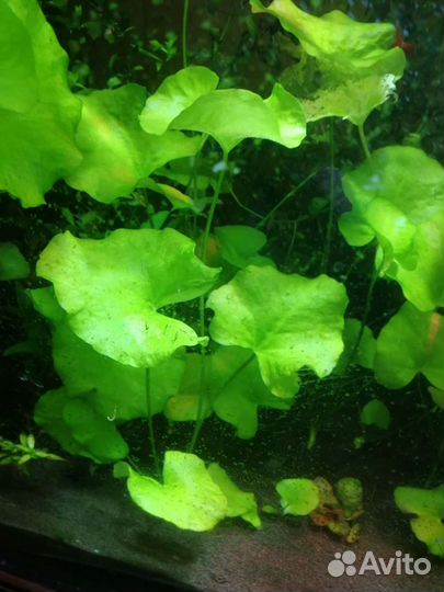 Аквариумные растения