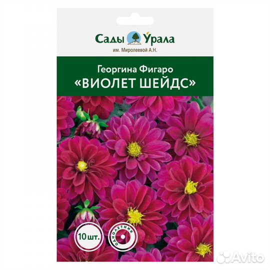 Георгины Фигаро «Виолет Шейдс» - семена