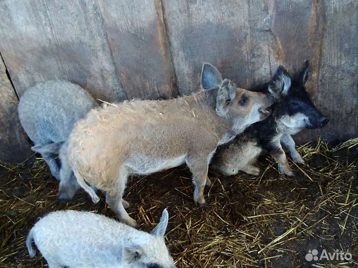 Чистопородные поросята Венгерской Мангалицы