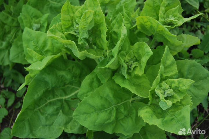 Лебеда садовая (семена)