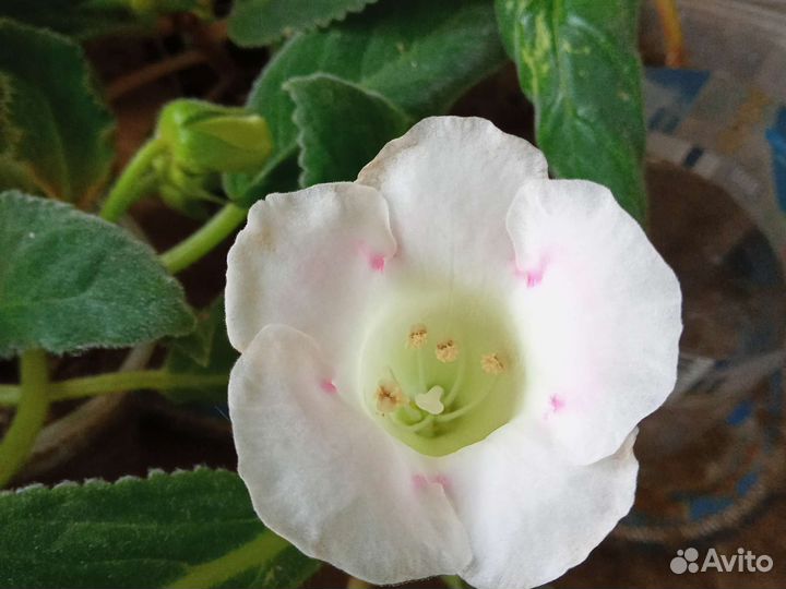 Глоксиния клубни