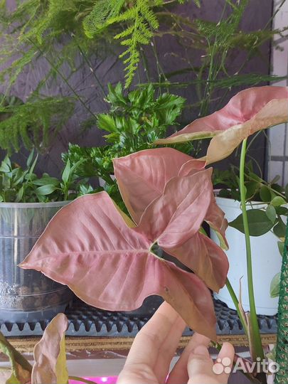 Растения на срез и укорененные