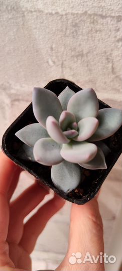 Редкие суккуленты