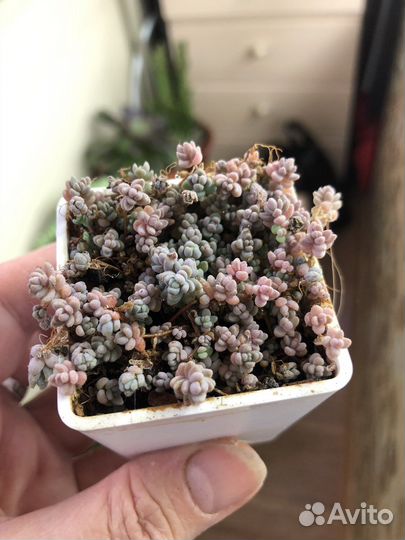 Суккуленты