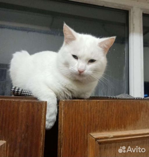 Молодой котик ищет любящие ручки