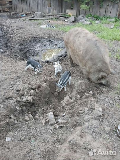 Венгерская мангалица