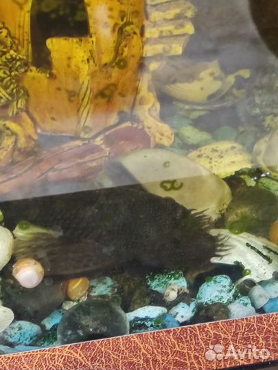 Аквариум