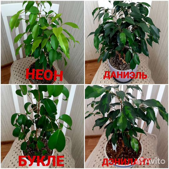 Сортовые фикусы