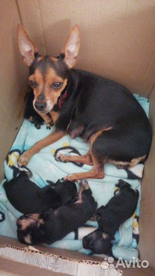 Той-терьер щенки