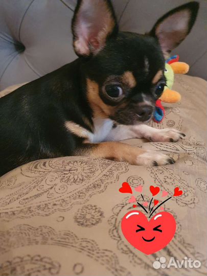 Чихуахуа мини девочка