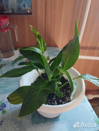 Спатифиллум