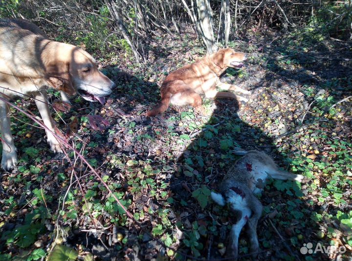 Щенки русской гончей