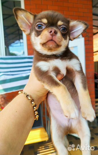 Шоколадное чудо чихуахуа