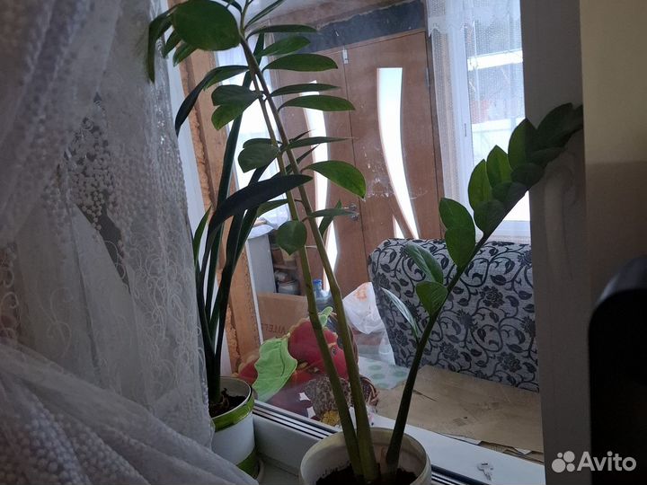 Замиокулькас