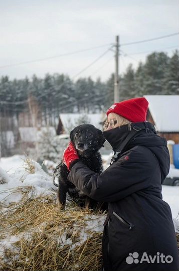 Пёс Коржик