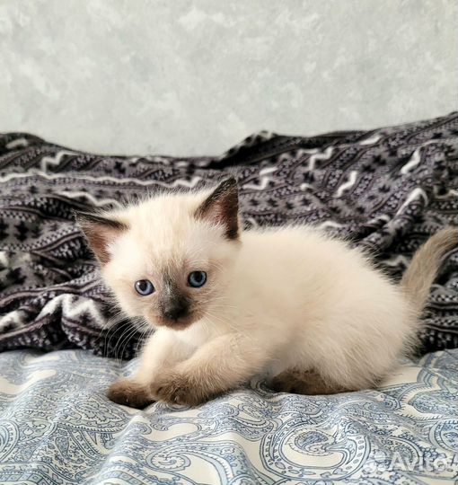 Тайские котята