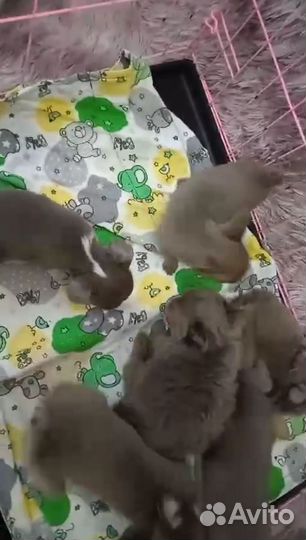 Девочка, 2.5 месяца