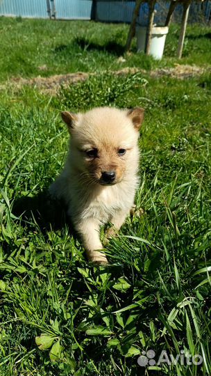 Щенки карело-финской лайки