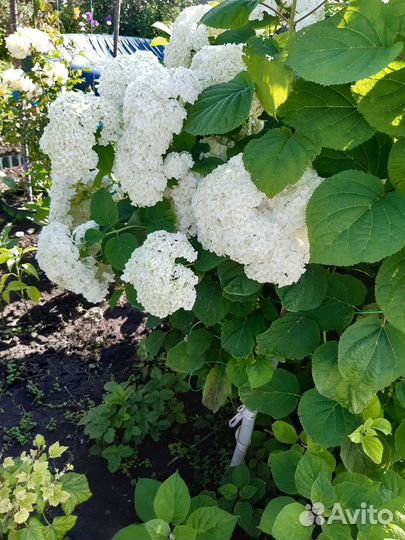 Гортензия Анабель