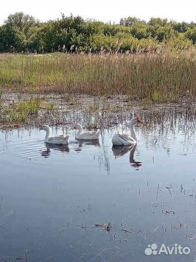 Гуси,цесарки