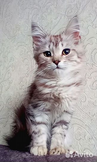 Фолды и страйты (вислоухие и прямоухие)