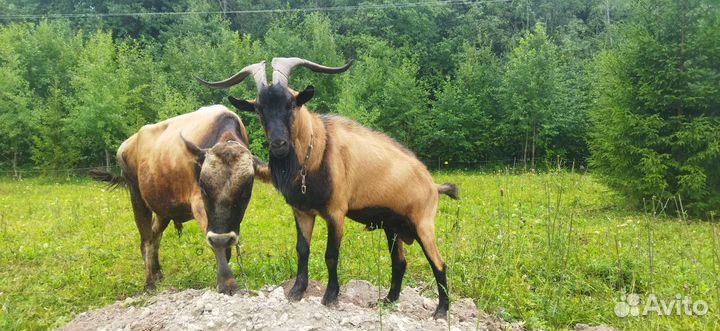 Услуги Козел альпиец и бык Джерси