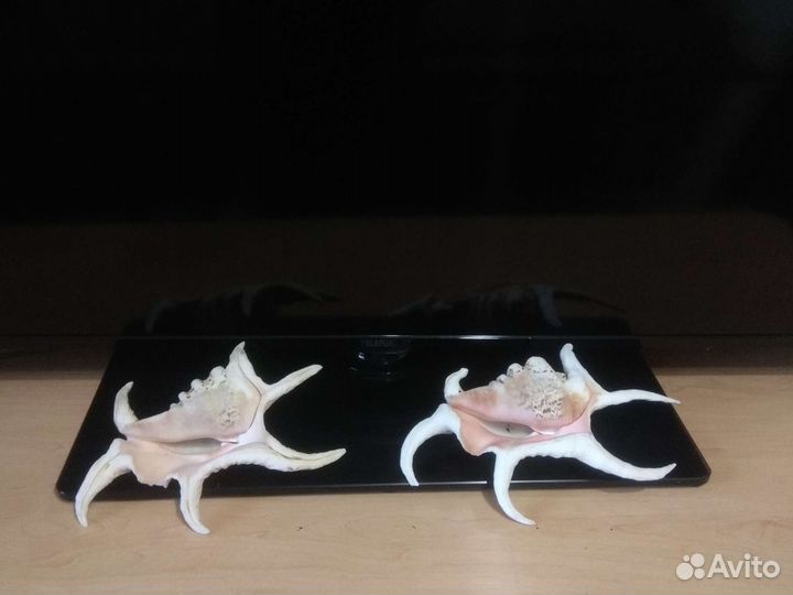 Ракушка Лямбис Чирагра (Lambis shiragra)