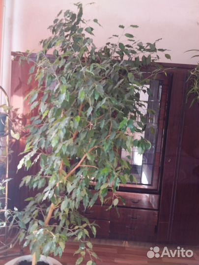 Фикус бенджамина большой
