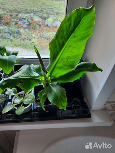 Банан Кавендиш