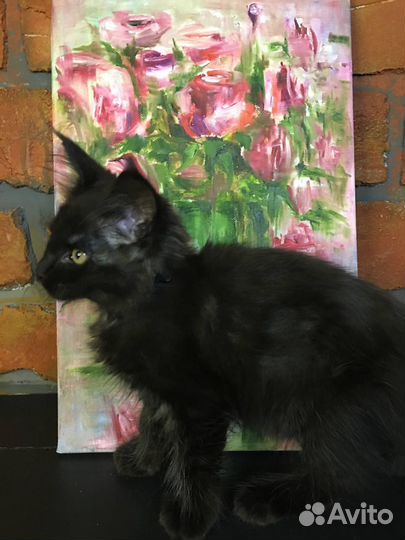 Котята мейн-кун