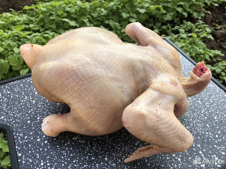 Тушка домашней курицы (бройлер)