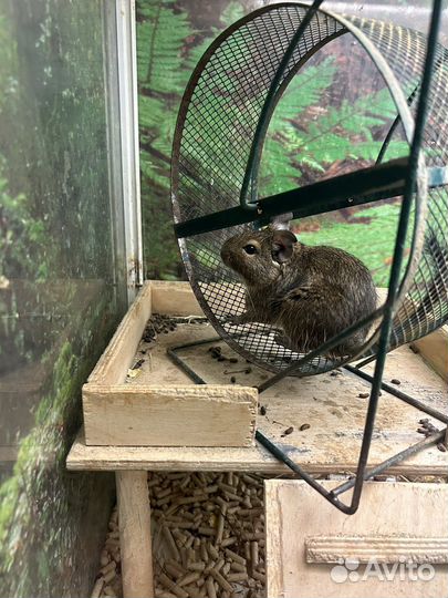 Чилийская белка дегу