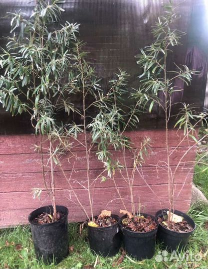 Облепиха саженцы