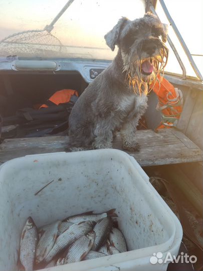 Доставка на рыбалку в Новой Ладоге