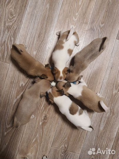 Щенки чихуахуа