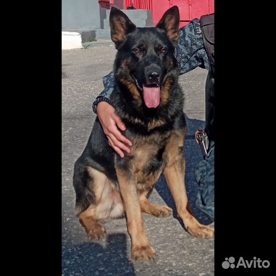 Кобель для вязки