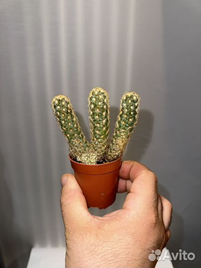 Кактус Маммиллярия удлиненная