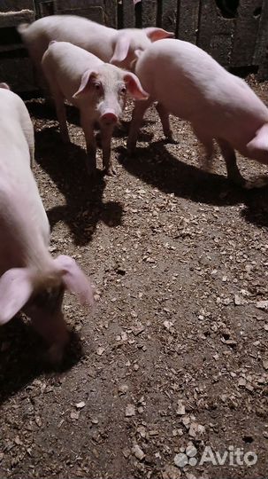 Поросята ландрас