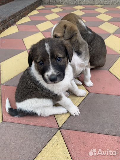 Собака (щенок)